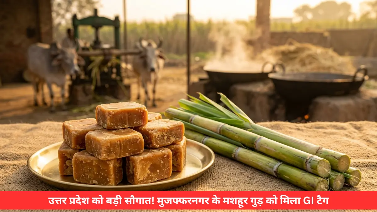 मुजफ्फरनगर गुड़ GI Tag