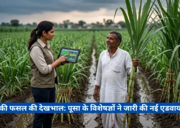 गन्ने की फसल की देखभाल