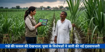 गन्ने की फसल की देखभाल