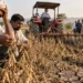 महाराष्ट्र सोयाबीन संकट